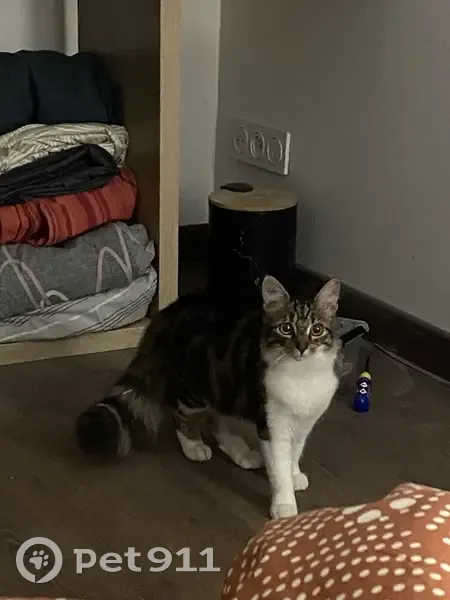 Chaton perdu, 8 mois, Anzin - photo