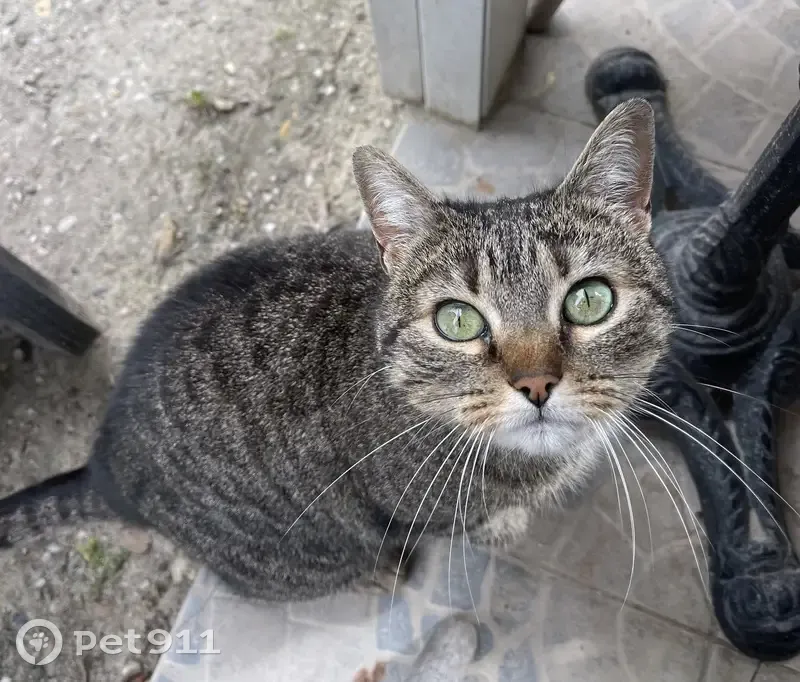 Chat tigré trouvé à Bruges - photo