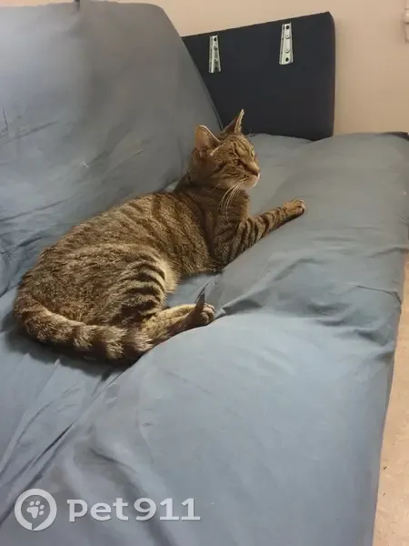 Chatte tigrée trouvée à Schiltigheim - photo