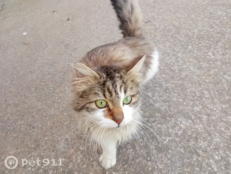 Chat gris sociable blessé trouvé - photo