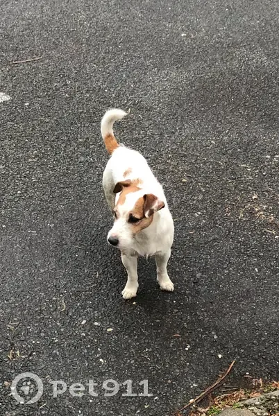Jack Russell âgé perdu à Mérignac - photo