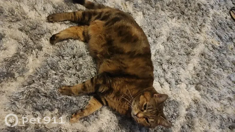 Athena, chat perdu à Longperrier - photo