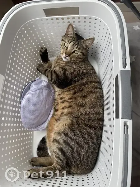 Simba, chat tigré perdu à Quelaines - photo