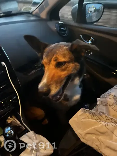 Chien perdu à Grézac trouvé - photo