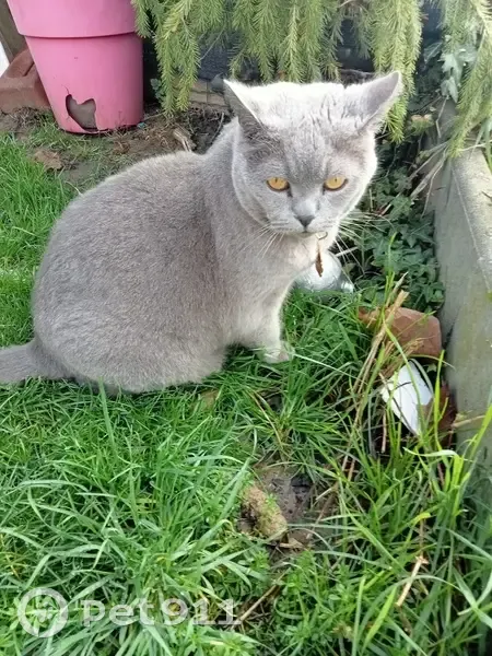 Chat British gris perdu à Armentières - photo