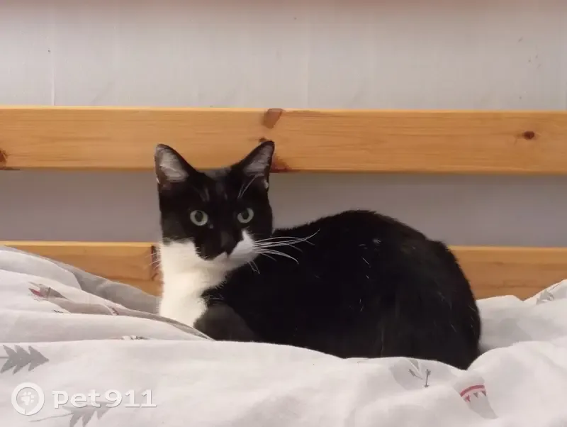 Chatte bicolore perdue à Franois - photo