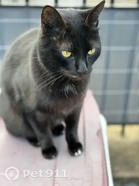 Chat noir Chaussette perdu - photo