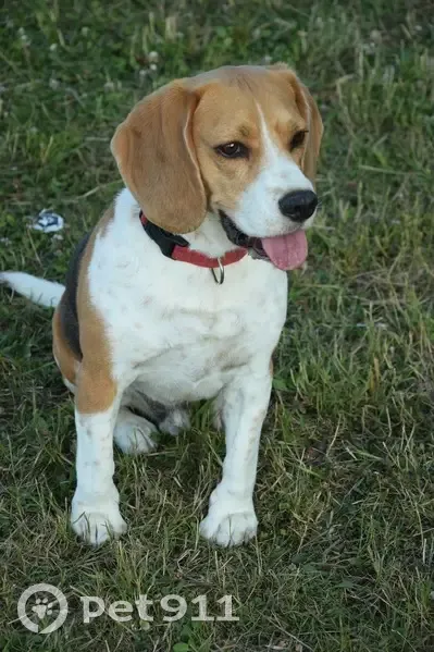 Beagle perdu, collier rouge - Le Vieil - photo