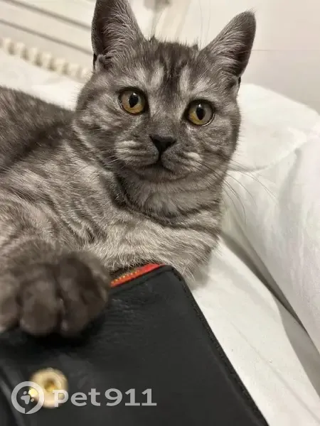 Chatte gris-tigré Ukitta disparue - photo