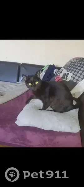 Chatte noire perdue à Guer - photo