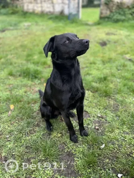 Perdu: Chien croisé, Noir, Leuilly - photo