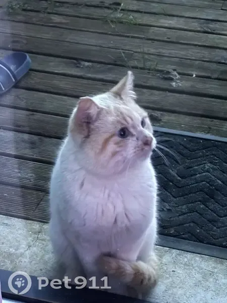 Chat blanc/beige perdu à Guipry - photo