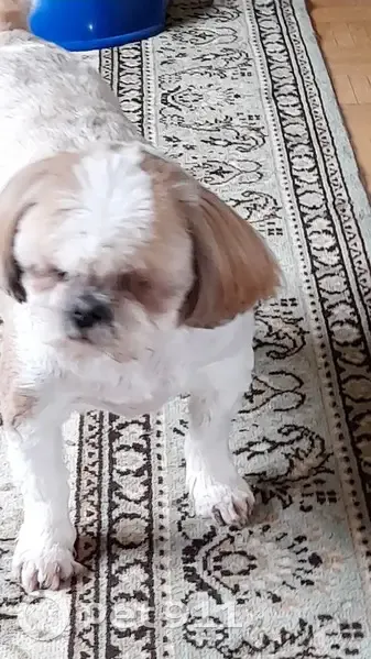 Shih tzu brun/blanc perdu - photo