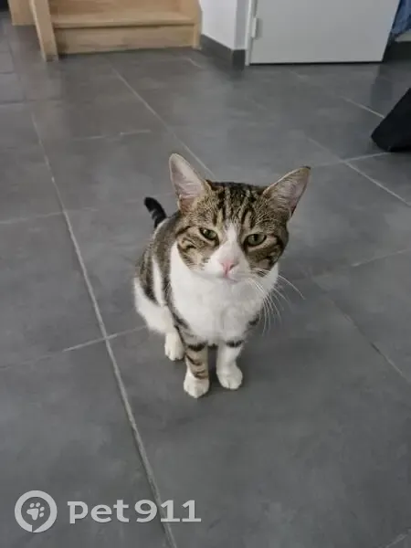 Chat RIO perdu à Neyron, 18 mois - photo