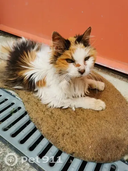 Chat tricolore malade trouvé - photo