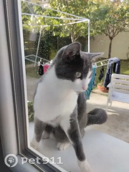 Chat perdu à Vigneux-sur-Seine - photo