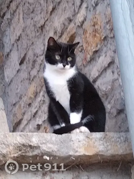 TILOU, Chat Noir/Blanc Perdu - photo