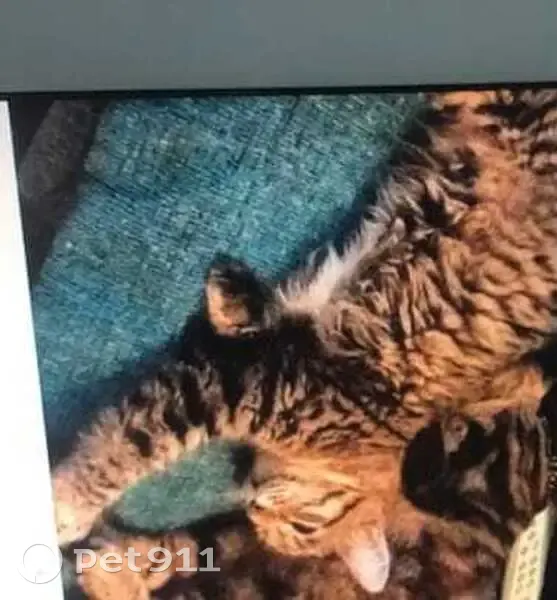 Chatte tigrée perdue à La Bassée - photo