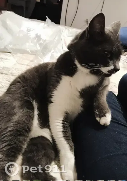 Chat gris-blanc perdu - La Horique - photo
