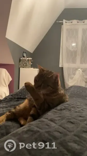 Chatte Socquette disparue - photo