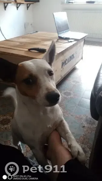 Jack Russell perdu à Carvin - photo