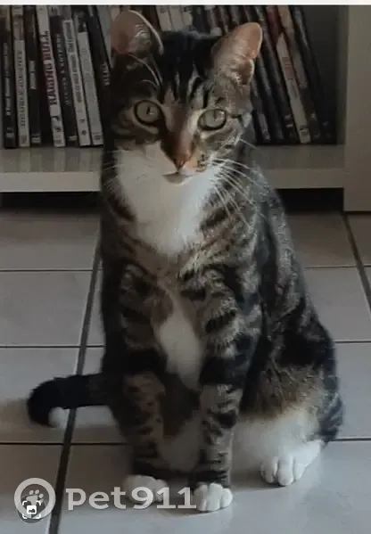 Chat tigré perdu à Onet-le-Château - photo