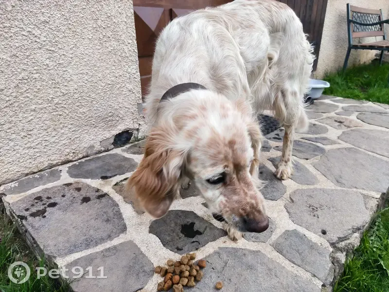Chienne de chasse trouvée - La Celle - photo