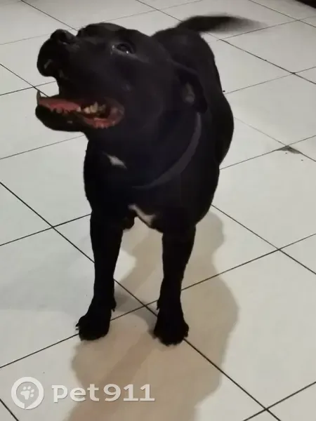 Staffy noir perdu trouvé à St-Denis - photo
