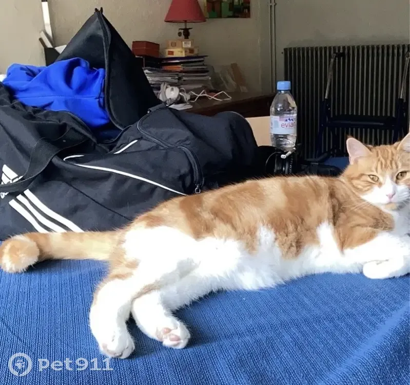 Chat roux et blanc perdu! - photo