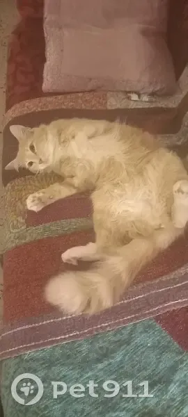 Chatte crème/blanche perdue à Bastia - photo