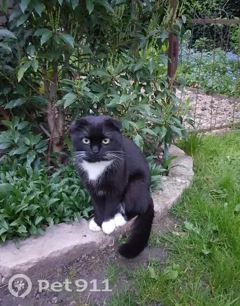 Chat perdu à Orléans retrouvé - photo