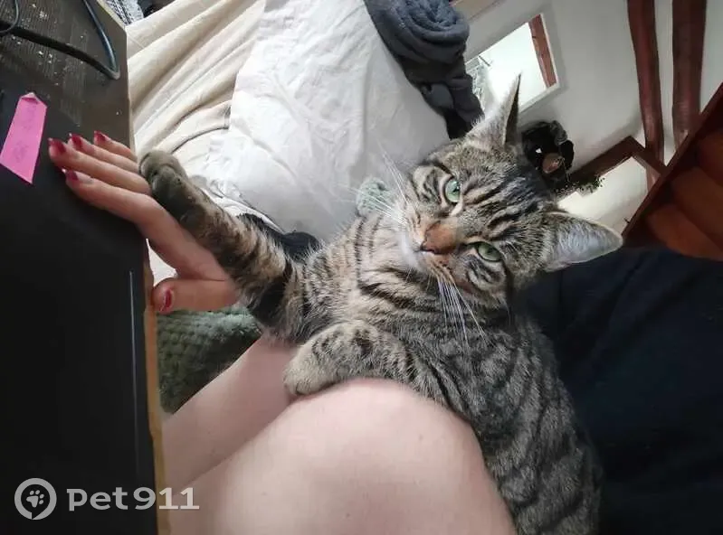 Avis de recherche: Chat tigré - photo
