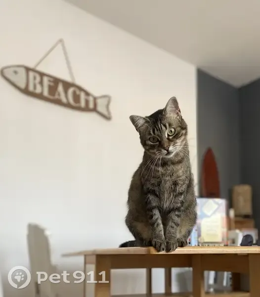 Chatte Naya perdue à Mimizan 🚨 - photo