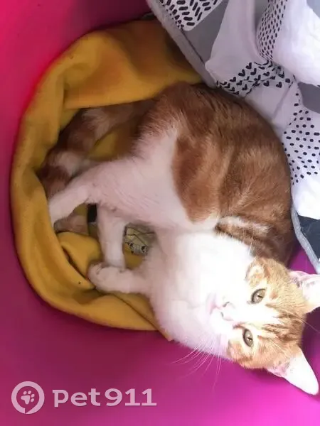 Chat roux affectueux trouvé au Mans - photo