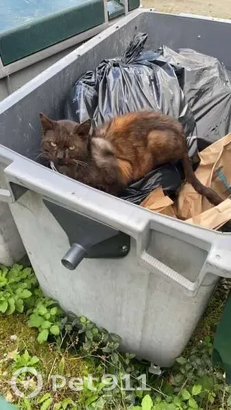 Chat maigre trouvé près de Super U - photo
