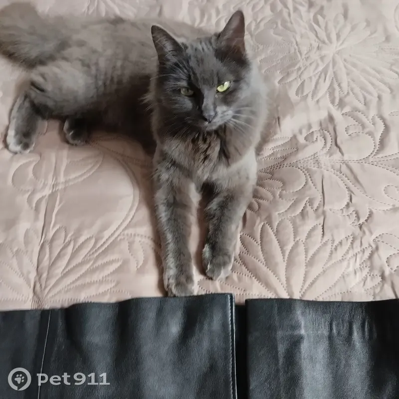 Chatte grise cherche foyer - photo