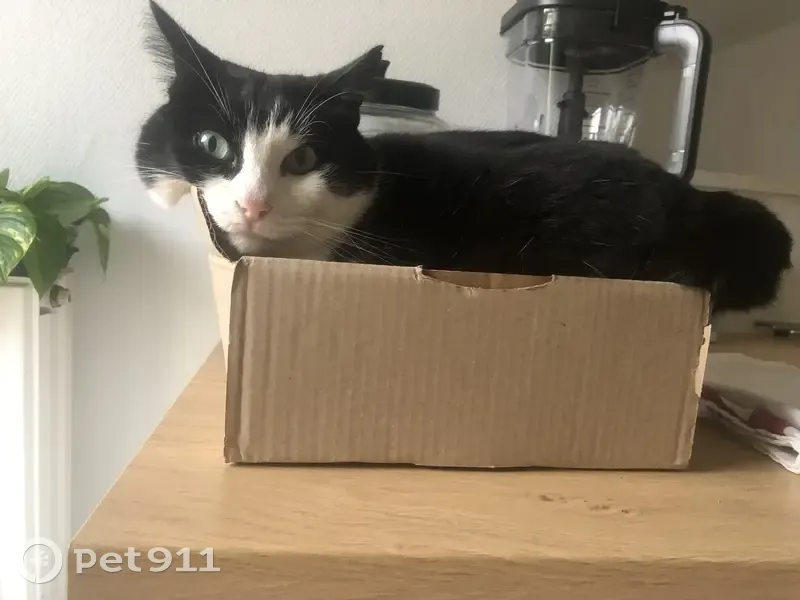 Chat noir et blanc perdu à Acigné - photo