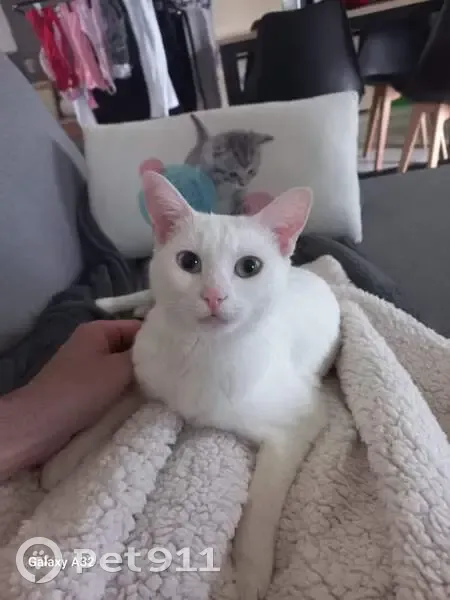 Chatte blanche bicolore perdue - photo