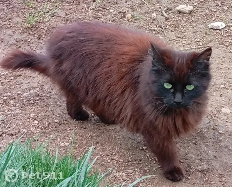 Chat brun-noir perdu à Saint-Didier - photo