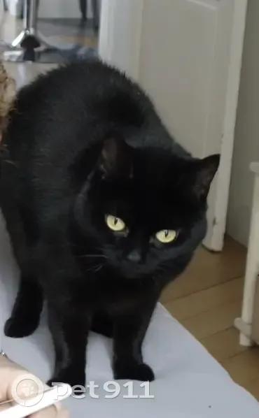 Chat noir aux yeux verts perdu - photo