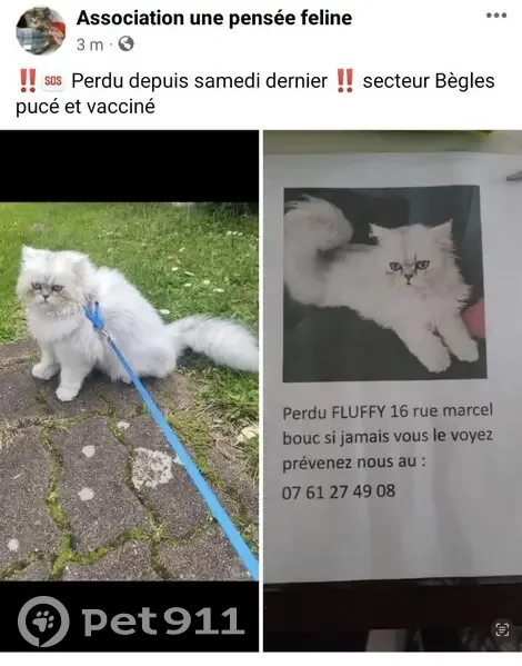 Chat persan blanc perdu à Bègles - photo