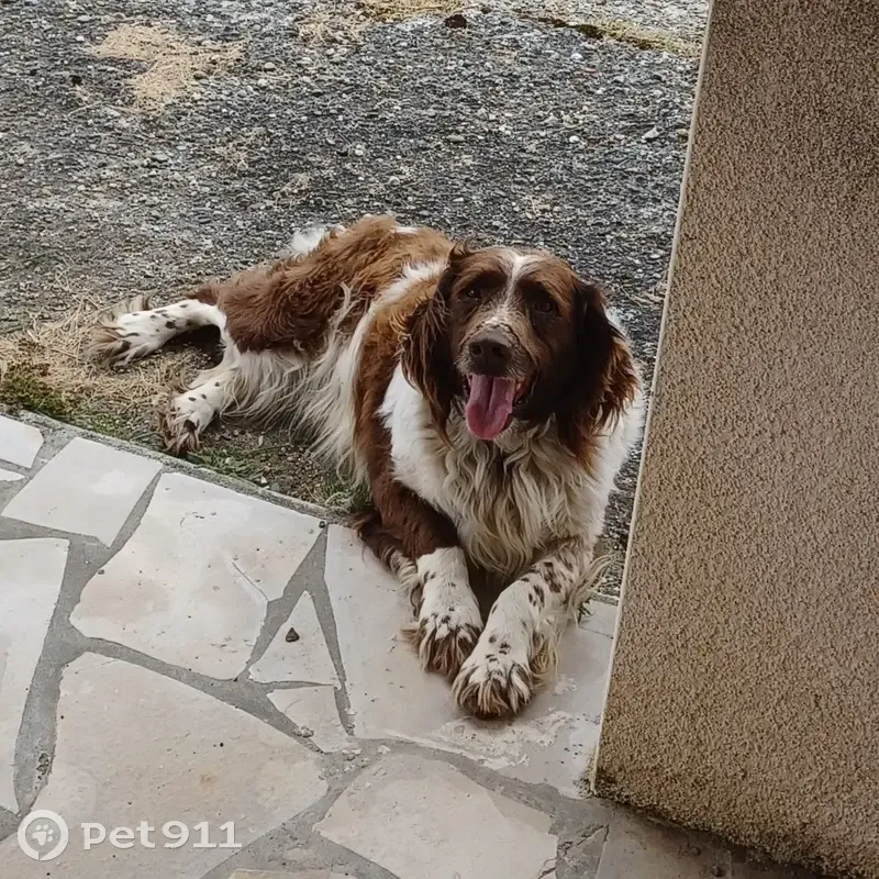 Chien croisé âgé trouvé à Lias - photo