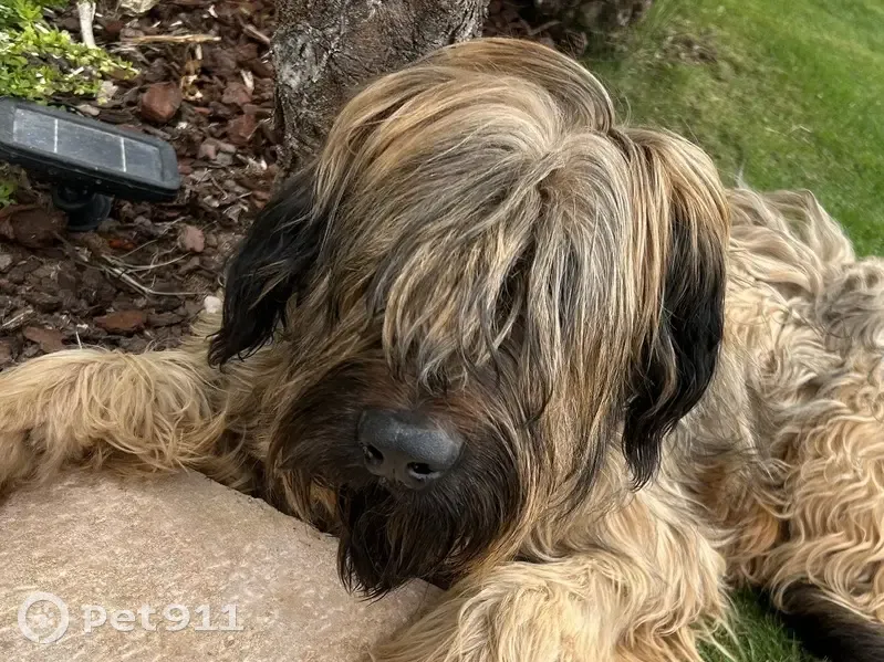 Chien Briard Perdu à Givry - photo