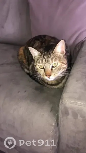 Chatte tigrée perdue à Marseille - photo