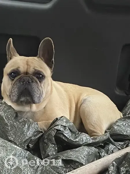 Bouledogue beige Inoa perdu - photo