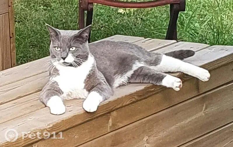 Aya, chat gris perdu à Aulnay - photo