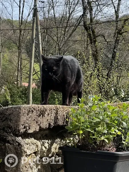 Chat noir disparu à Byans-sur-Doubs - photo