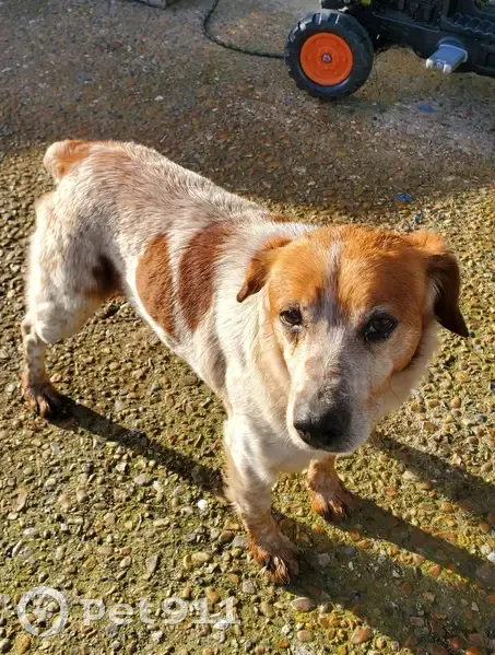 Chien croisé épagneul trouvé - photo