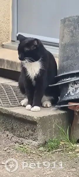 Chat docile trouvé à Izon - photo