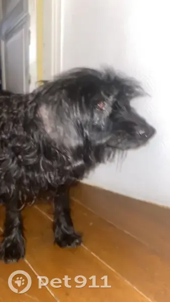 Chien frisé trouvé à Lusignan-Petit - photo
